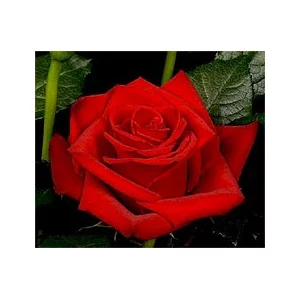 Роза "Опиум"(Opium)